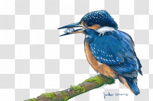 DeviantArt October 25 - Wing - Kingfisher Transparent PNG