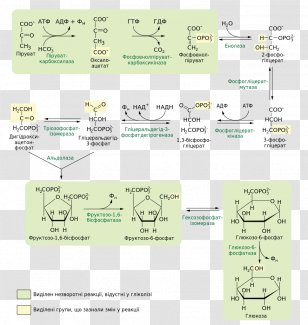 Gluconeogenesis Carbohydrate Metabolism Cori Cycle Pyruvic Acid - Glycogenolysis Transparent PNG