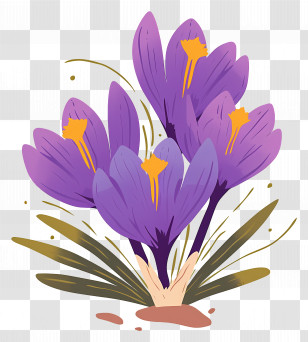 Saffron Crocus - Purple Crocus Flowers Transparent PNG
