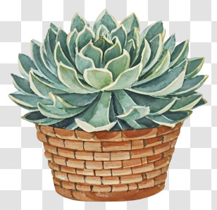 Watercolor Painting - Succulent Plant In Woven Basket Illustration Transparent PNG
