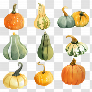 Squash - Colorful Pumpkins And Gourds For Autumn Transparent PNG