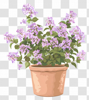 Lilac Flowers - Beautiful Potted Plant With Flowers Transparent PNG