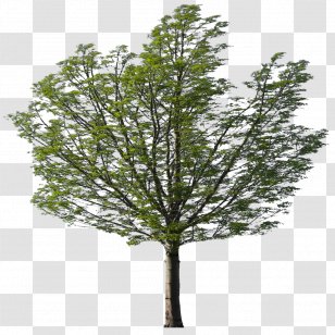 Larch Eucalyptus Nicholii Willow Evergreen - Twig - Baum Transparent PNG