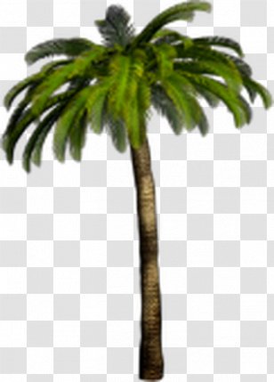 Arecaceae Tropics Tree Clip Art Transparent PNG