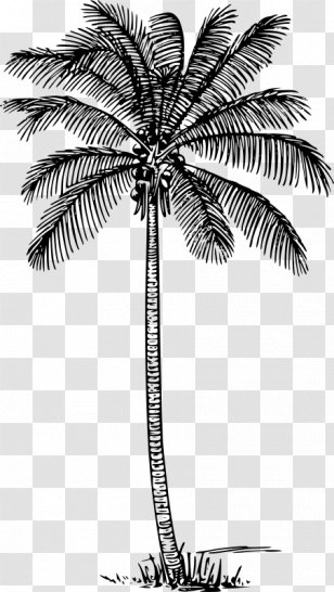 Arecaceae Coconut Lytocaryum Weddellianum Drawing Clip Art - Palm Black Transparent PNG