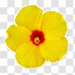 Rosemallows Yellow Flower Petal - Photography Transparent PNG