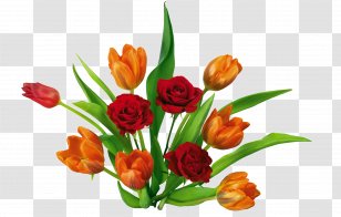 Tulip Flower - Floral Design - Tulips In Full Bloom Transparent PNG