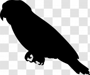 Amazon Parrot Silhouette Clip Art - Bird Transparent PNG