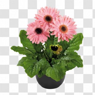 Transvaal Daisy Flowerpot Plant Floral Design - Annual Transparent PNG