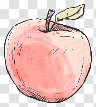Apple - Red Apple Illustration Transparent PNG