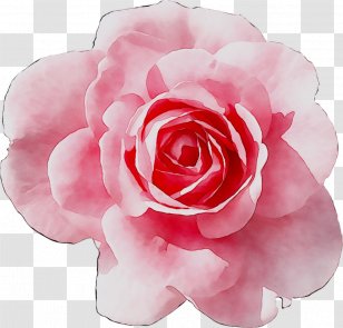 Garden Roses Cabbage Rose Floribunda Japanese Camellia Brunch - Maternal Insult - Family Transparent PNG