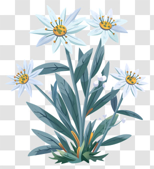 Edelweiss - Cartoon Edelweiss Flower Illustration Transparent PNG
