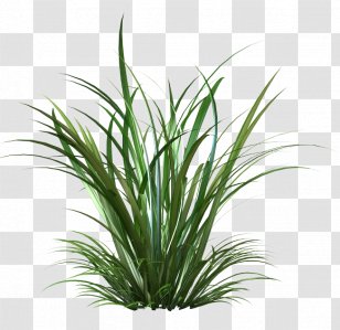 Desktop Wallpaper Clip Art - Sweet Grass - Cambodia Flower Transparent PNG