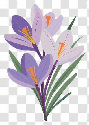 Saffron Flowers - Purple Crocus Flowers In A Simple Bouquet Illustration Transparent PNG