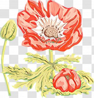 Flower Cut Flowers Plant Clip Art Poppy Family - Coquelicot Protea Transparent PNG