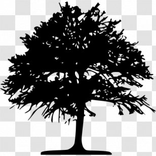 Tree Silhouette Drawing Clip Art - Pine Family Transparent PNG
