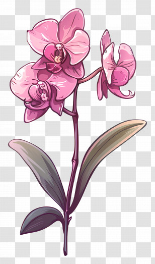 Pink Orchid Flower - Pink Orchid Botanical Illustration Transparent PNG