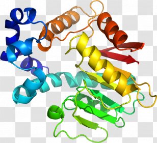 Body Jewellery Organism Line Clip Art - Medicago Transparent PNG