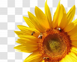 Bumblebee Common Sunflower Insect - Daisy Family - Chrysanthemum Transparent PNG