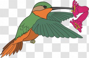 Macaw Hummingbird Clip Art - Aves Transparent PNG