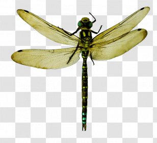Watercolor Plant - Wing Transparent PNG