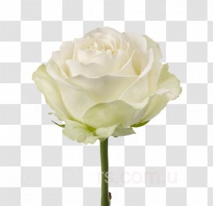 Garden Roses Flower Bouquet White - Artificial Transparent PNG