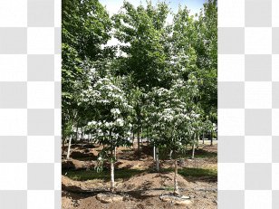 Branch Tree Shrub Evergreen Nursery - Deciduous Specimens Transparent PNG