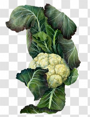 Cruciferous Vegetables Collard Greens Cauliflower Spring Botanical Illustration - Art Transparent PNG