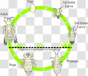 Thrips Insect Biological Life Cycle Biology Thripidae - Avocado - Dragonfly Transparent PNG