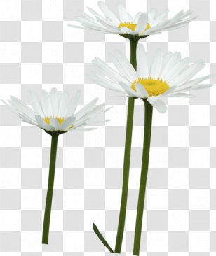 Common Daisy Petal Oxeye Cut Flowers - Flower Transparent PNG