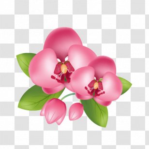Clip Art - Moth Orchid - Peace Flower Transparent PNG