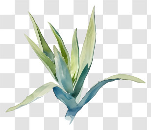 Aloe Vera Leaf - Watercolor Aloe Vera Plant Transparent PNG