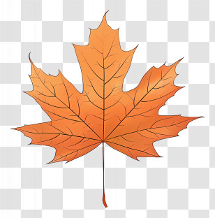 Maple Leaf - Autumn Maple Leaf Illustration Transparent PNG