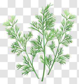 Dill Herb - Green Dill Herb Illustration Transparent PNG