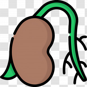 Seed Germination - Bean Sprout Growing With Leaves Transparent PNG