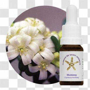 Bach Flower Remedies Therapy Health Disease Emotion Transparent PNG