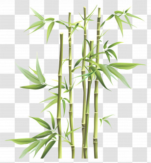 Bamboo Plant - Green Bamboo Stalk Illustration Transparent PNG