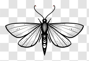 Moth Outline - Black And White Moth Illustration For Nature Study Transparent PNG
