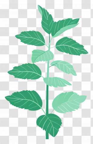 Mint - Mint Plant In Botanical Illustration Style Transparent PNG
