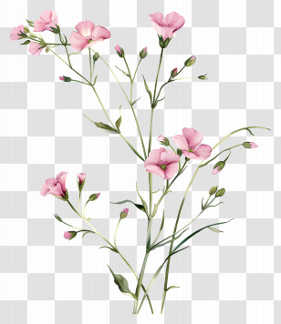 Pink Flowers - Delicate Pink Flowers On Stems Transparent PNG