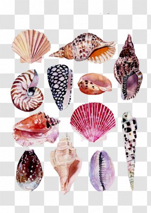 Drawing Watercolor Painting Art Nature Illustration - Idea - Conch Shell Beach Transparent PNG