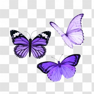 Insect Clip Art Image Glasswing Butterfly Menelaus Blue Morpho Transparent PNG