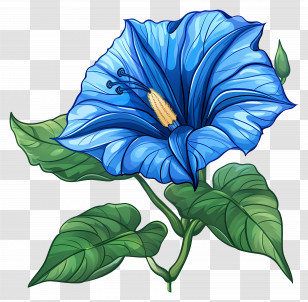 Morning Glory Flower - Beautiful Blue Flower Illustration With Leaves Transparent PNG