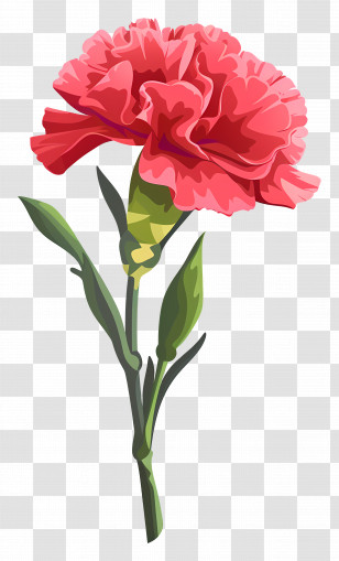 Carnation Flower - Red Carnation Flower Illustration Transparent PNG