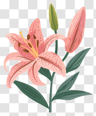 Pink Lily Flower With Bud - Beautiful Pink Lily In Bloom Transparent PNG
