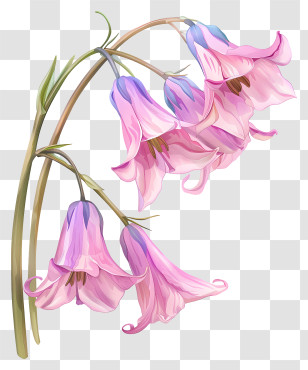 Pink Flowers - Delicate Pink Bell Flowers Illustration Transparent PNG