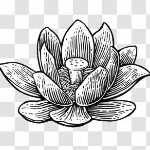 Vector Graphics Illustration Sacred Lotus Drawing Clip Art - Monochrome Photography - Water Lilies Transparent PNG