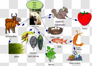 Polar Bear Grizzly Food Chain Wiring Diagram - Tree Transparent PNG