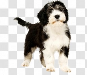 Dog Breed Tibetan Terrier Polish Lowland Sheepdog Bearded Collie Old English - Tatra - Puppy Transparent PNG