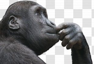 Ape Primate Thought Monkey Critical Thinking - Organism - Gorilla Transparent PNG